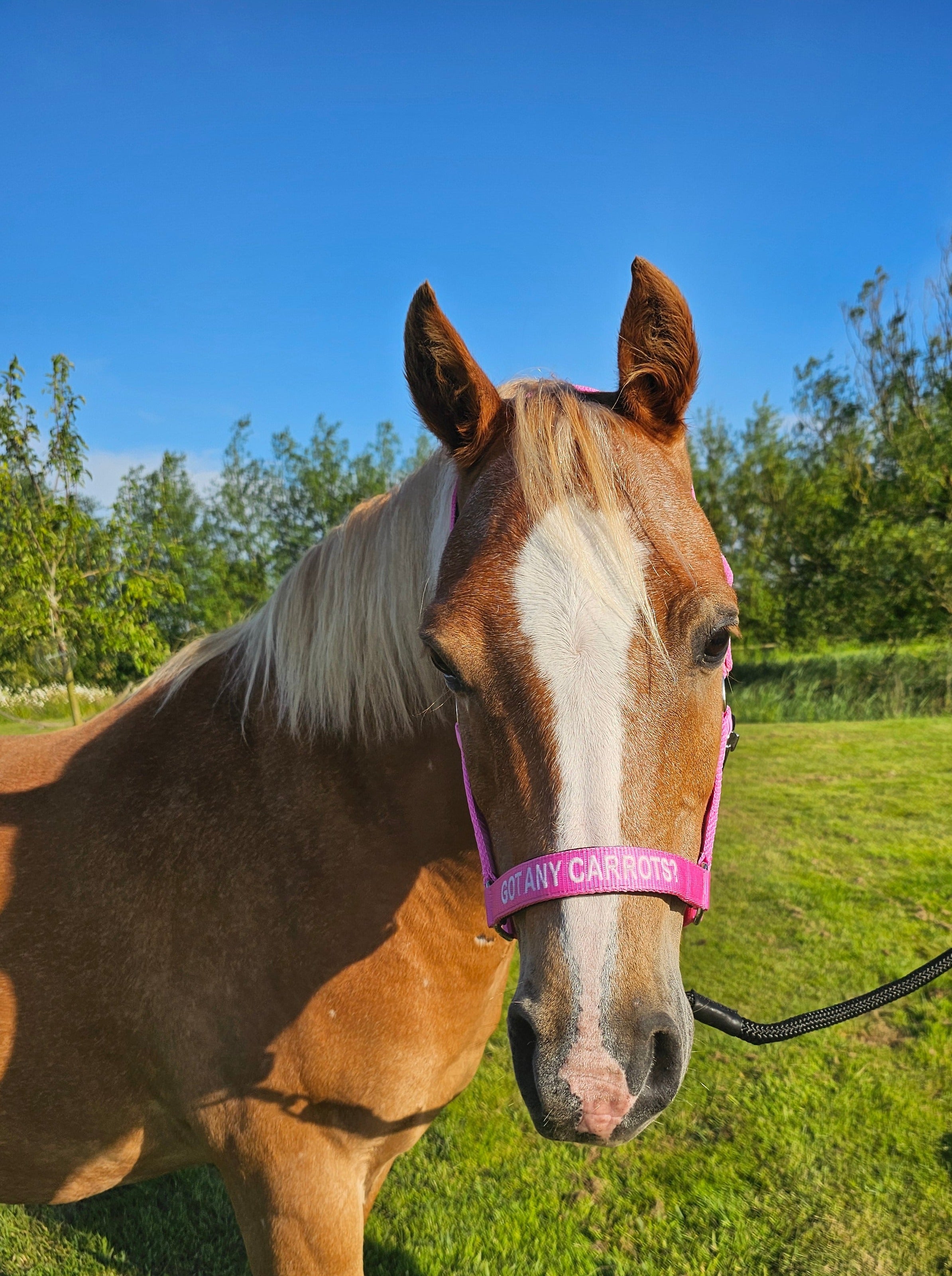 Cabresto de Nylon - Got any carrots?
