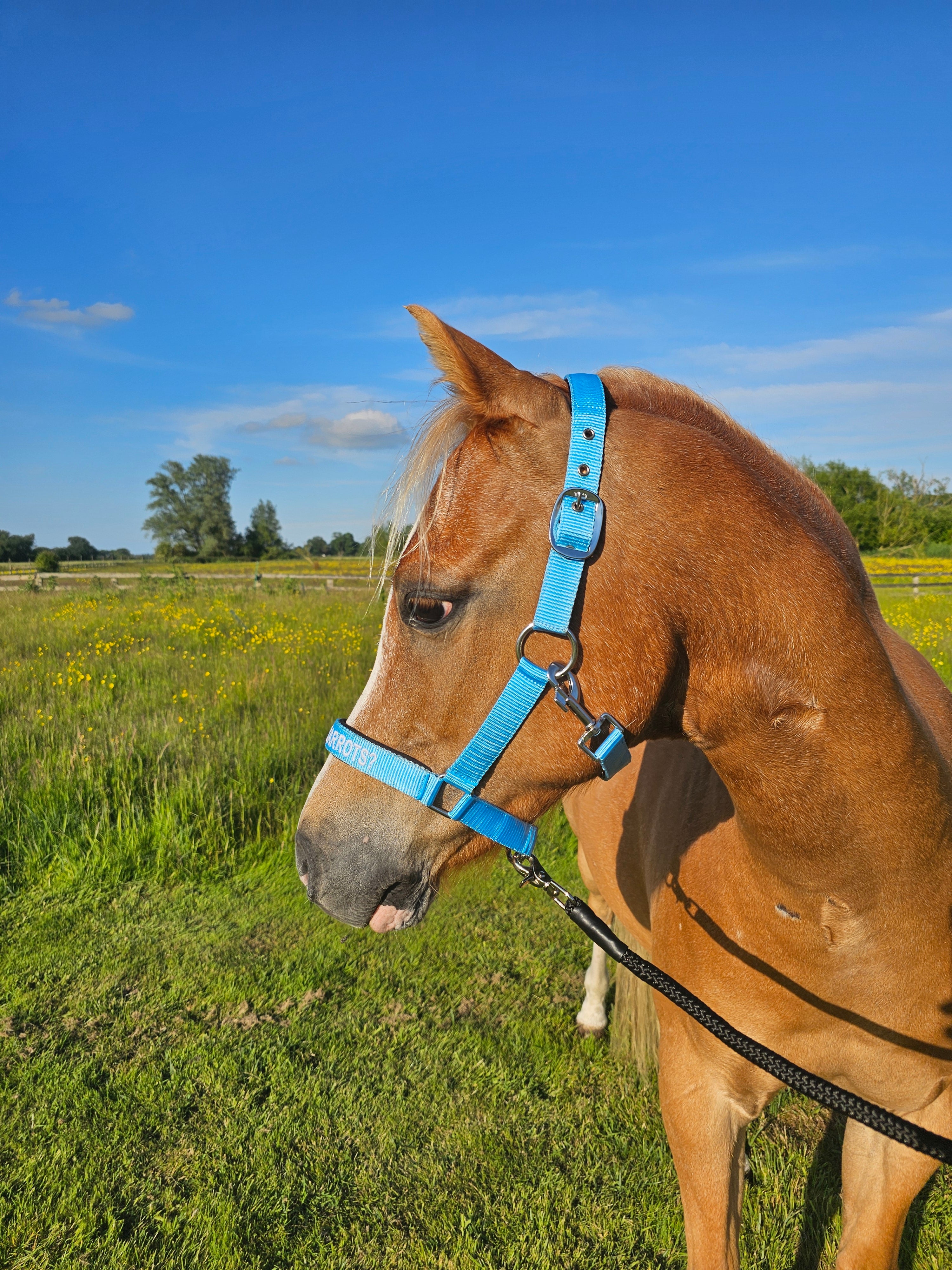 Cabresto de Nylon - Got any carrots?