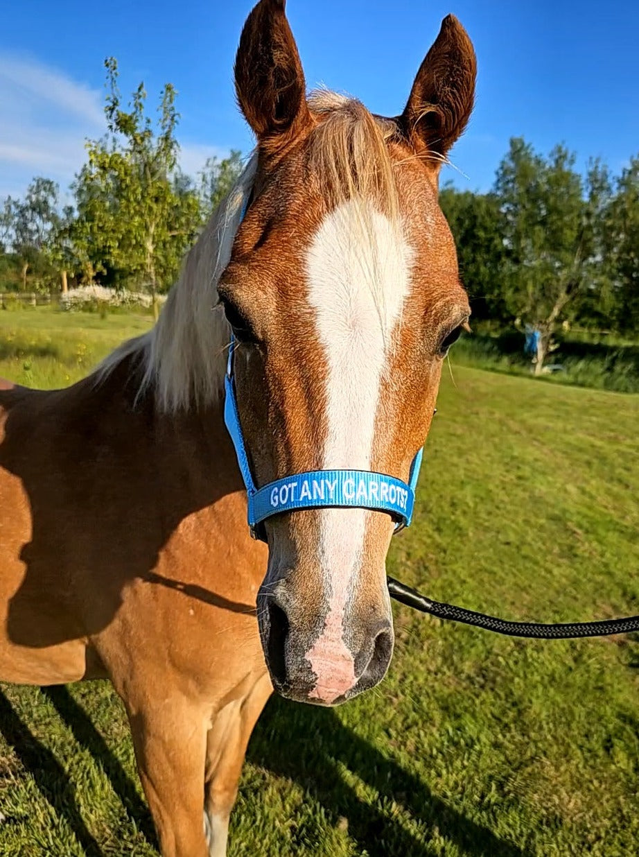 Cabresto de Nylon - Got any carrots?